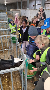 Aapjes op de boerderij_201