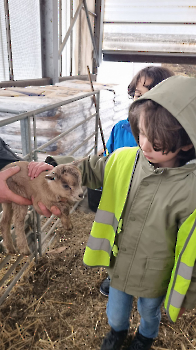 Aapjes op de boerderij_224