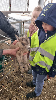 Aapjes op de boerderij_228