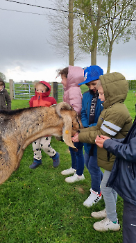 Aapjes op de boerderij